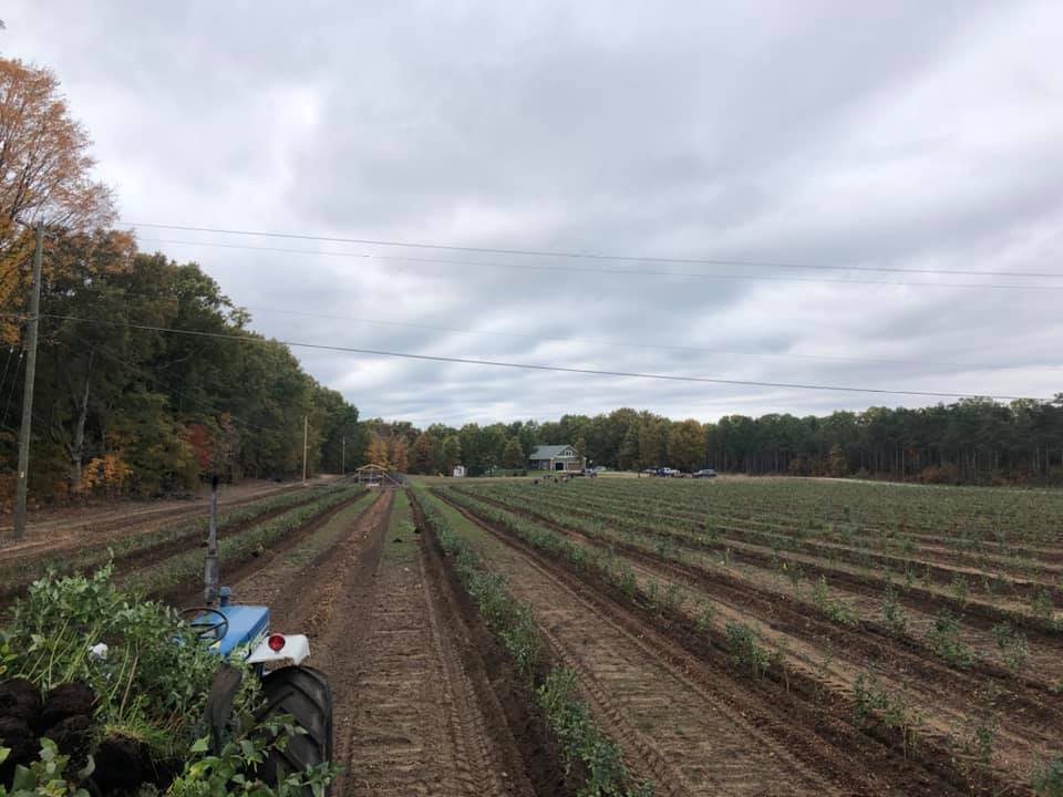 Blueberry Farm